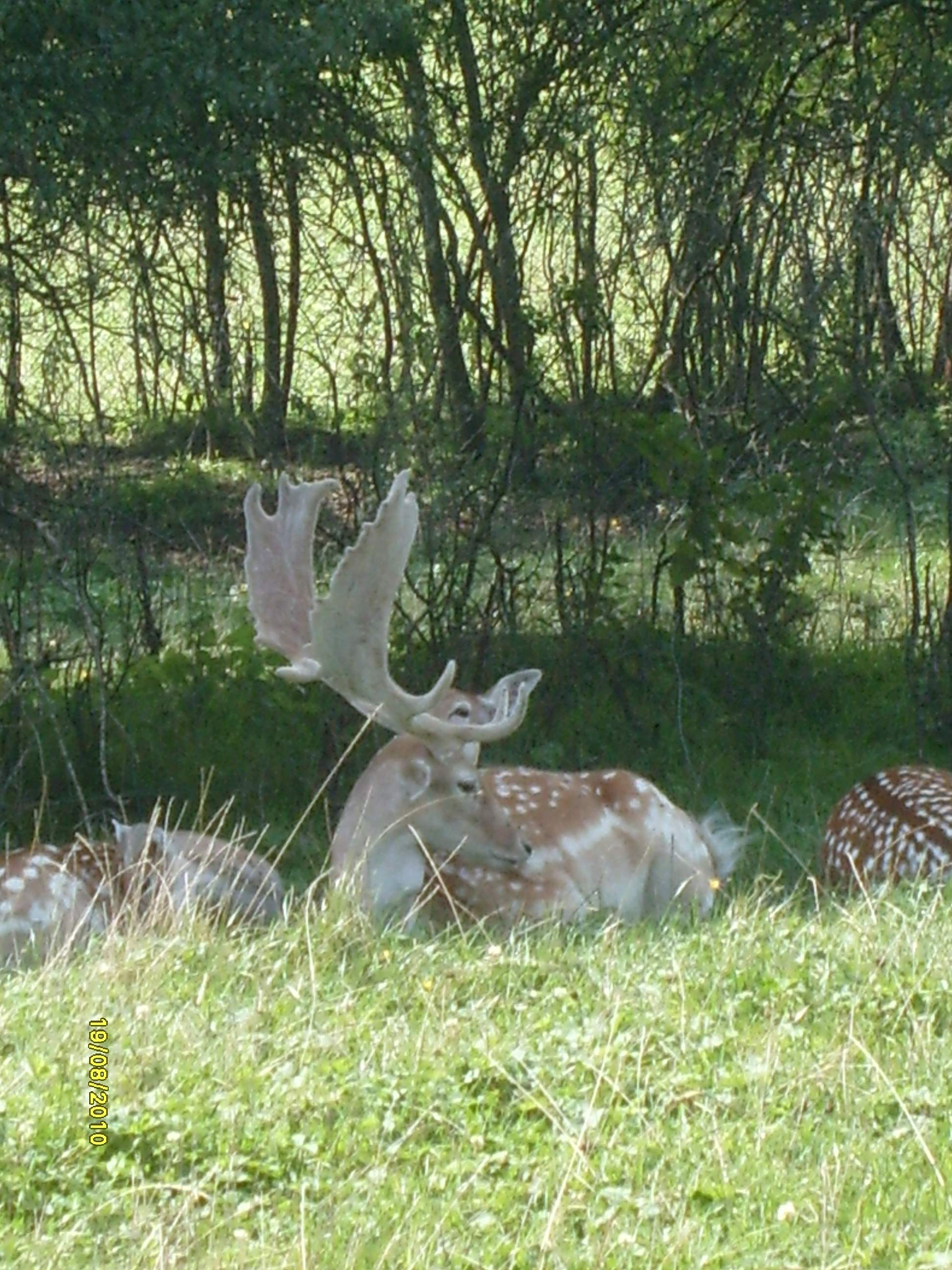 photographie animalière