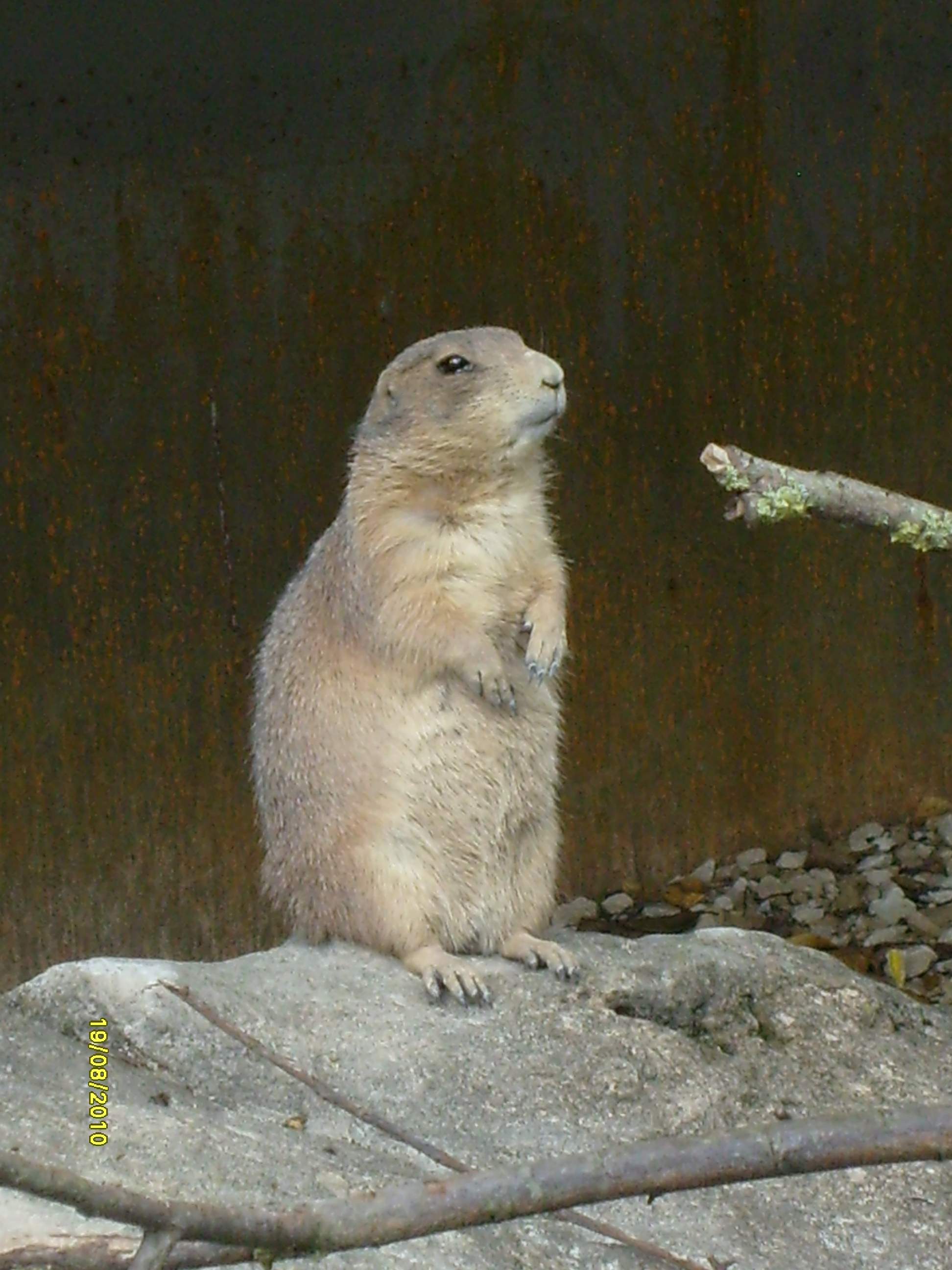 photographie animalière
