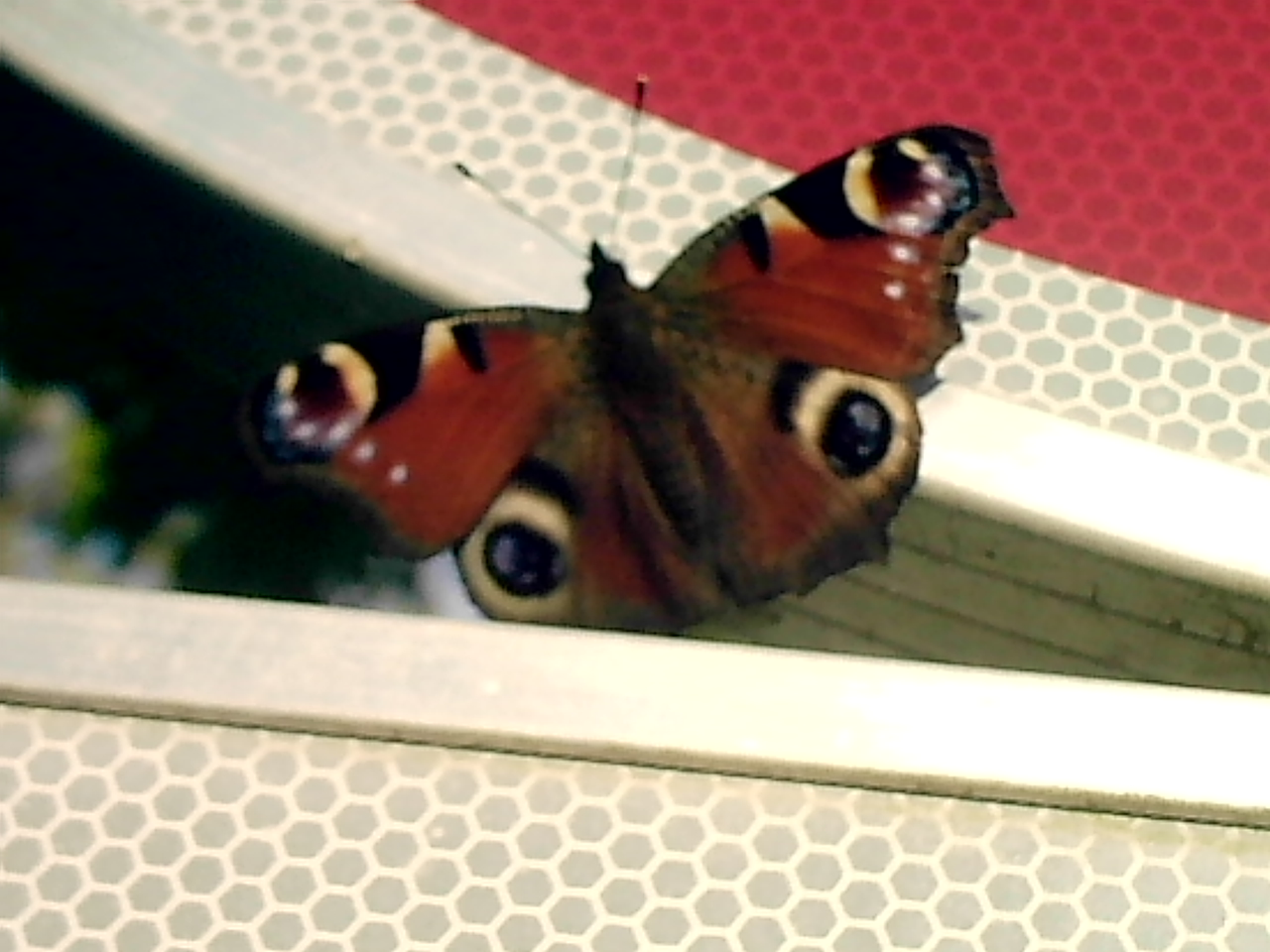 photographie animalière