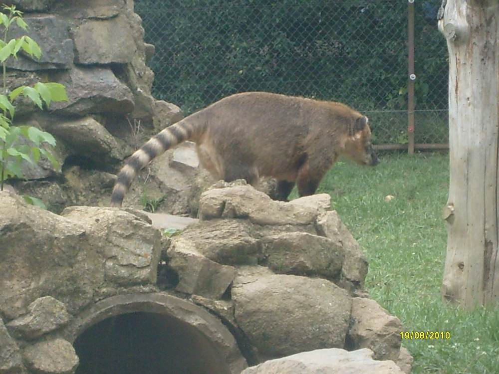 photographie animalière