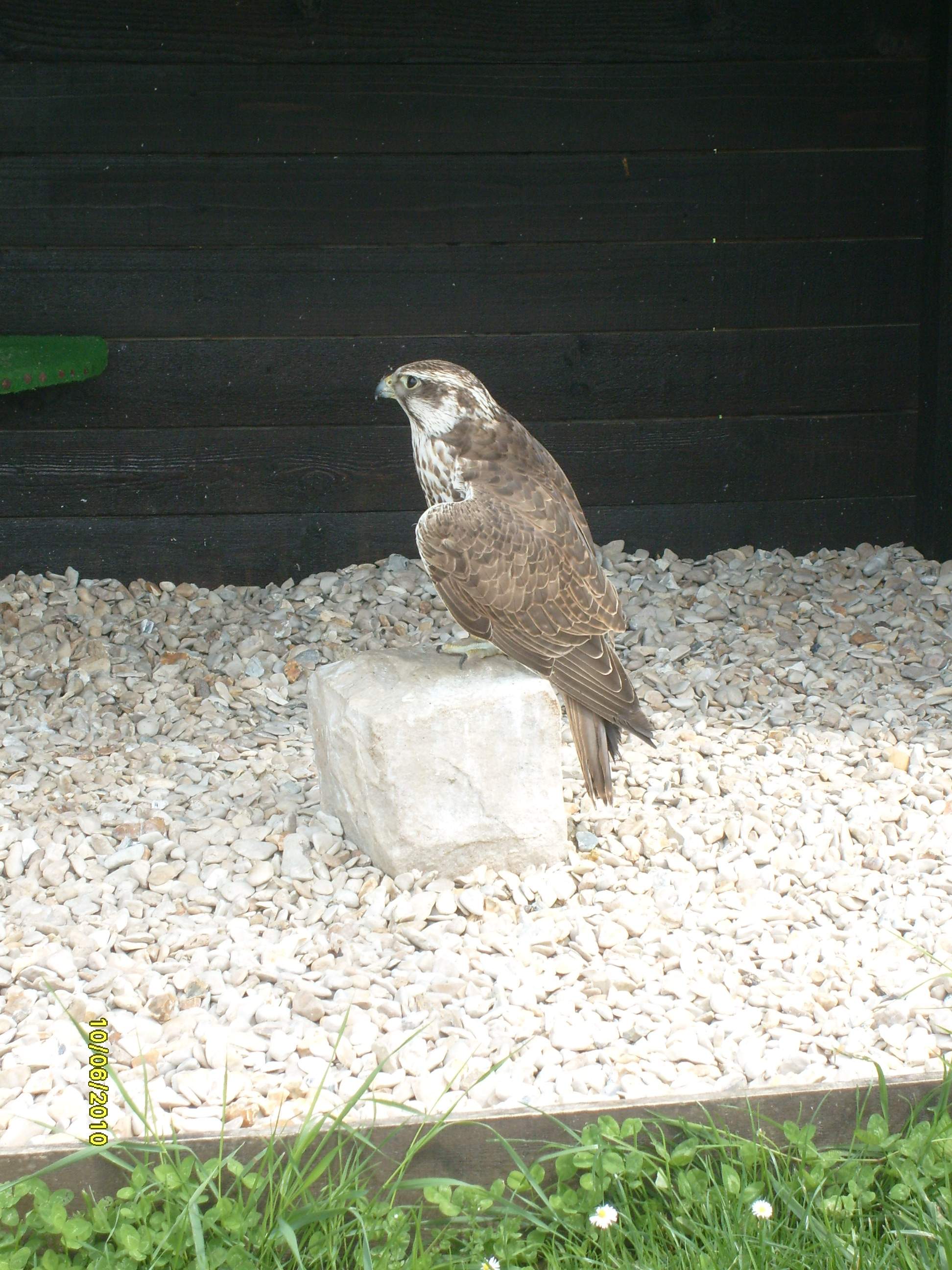 photographie animalière