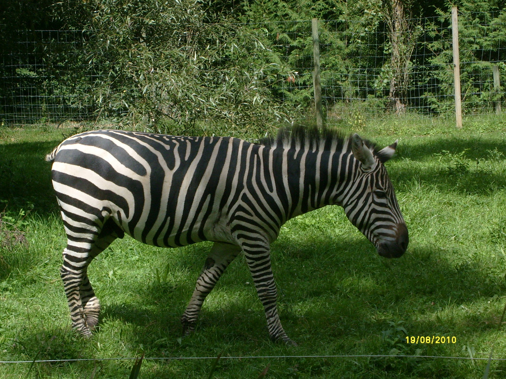 photographie animalière