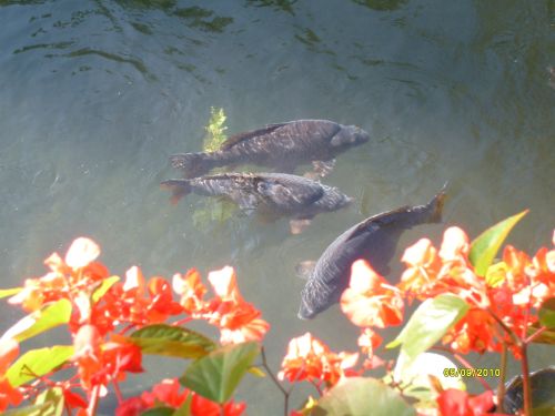 photographie animalière